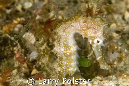 Thorny Seahorse, D300, 105VR by Larry Polster 