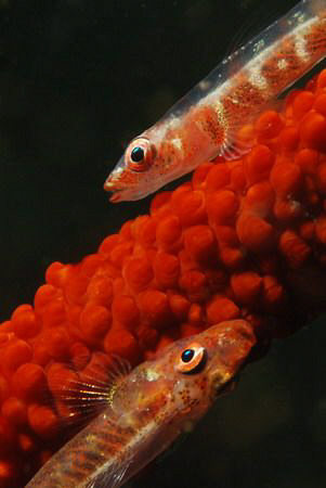 Whip coral gobies. Picture taken on the second reef off N... by Anouk Houben 