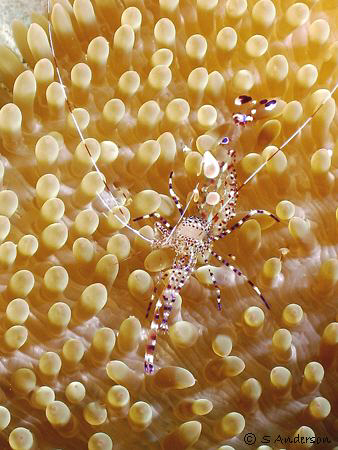 This photo is of a Spotted Cleaner Shrimp taking cover in... by Steven Anderson 