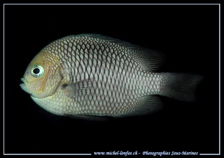 A Damselfish in the Water of the Maldives... :O) .... by Michel Lonfat 