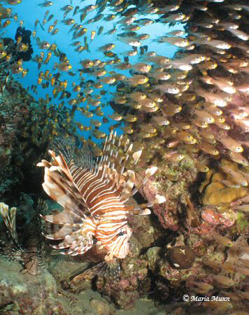 Lionfish Cave, there were no less than 250 lionfish on th... by Maria Munn 
