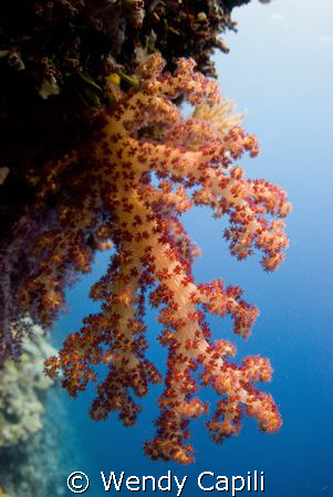 Soft coral at Saies Wall taken using ambient light close ... by Wendy Capili 