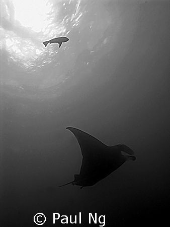 Manta Ray. Taken with G9 Canon by Paul Ng 