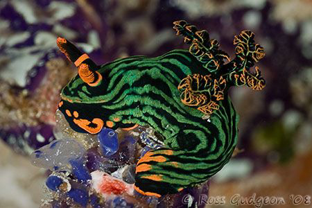 Nembrotha kubaryana munching on some ascidians.  Wakatobi... by Ross Gudgeon 
