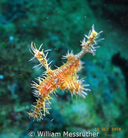 Ornate Ghost Pipefish - Black Rock, Manado, Sea and Sea 1... by William Messruther 