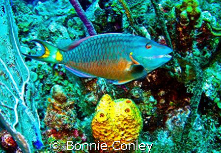 Stop-light parrotfish seen in Grand Cayman August 2008.  ... by Bonnie Conley 