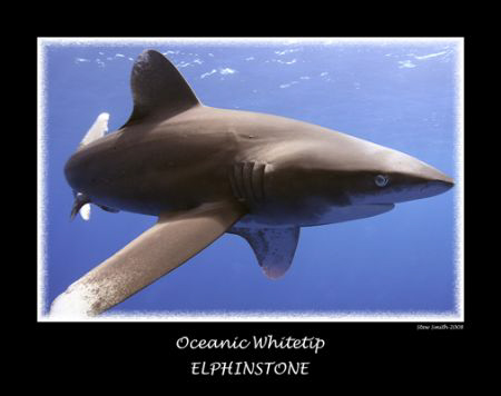 oceanic whitetip ( longimanus ) Elphinstone
full frame 1... by Stew Smith 