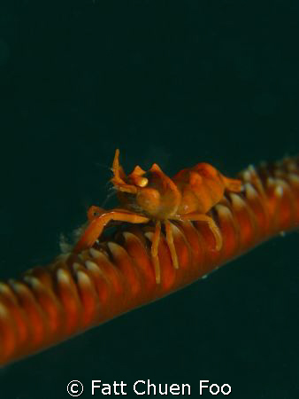 Whip Coral Shrimp, Perhentian, Malaysia taken with Canon ... by Fatt Chuen Foo 