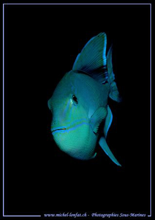 Face to face with this blue Triggerfish... :O) ... by Michel Lonfat 