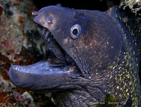 this poor morey eel is being picked at from the back from... by Andrea Severino 