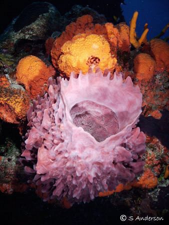 This photo of a Barrel Sponge was taken at Palancar Caves... by Steven Anderson 