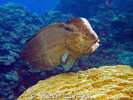 Bumphead Parrotfish, on a cleaning station. Olympus E330 ... by Steve Laycock 