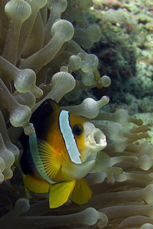 I know.. more clown fish - but this IS a different pose! by Andrew Macleod 