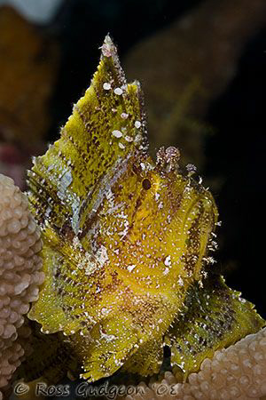 Leaf Scorpionfish.  Wakatobi, SE Sulawesi.  Canon 40D & C... by Ross Gudgeon 