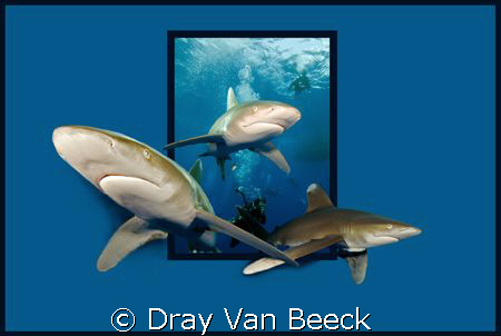 SHARKS... by Dray Van Beeck 