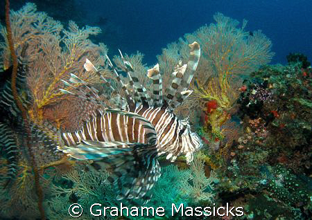 Found on Tiger Reef, Tioman Island.  Shot on my Olympus 5... by Grahame Massicks 