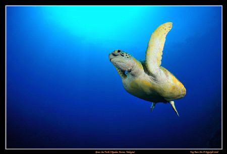 Cruising turtle in the blue.

Nikon D300, Tokina 10-17 ... by Kay Burn Lim 