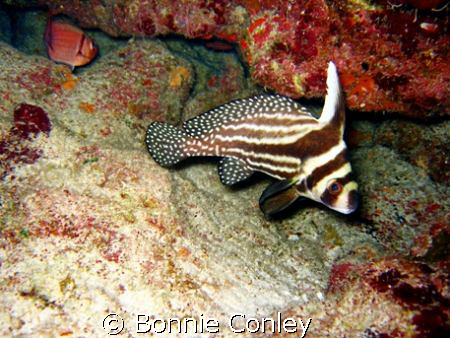 Spotted Drum seen in Grand Cayman August 2008.  Photo tak... by Bonnie Conley 