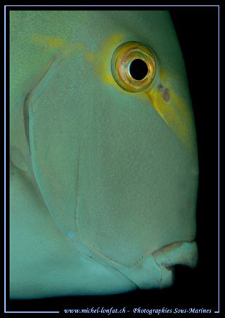 The Profil of an Ocean Surgeonfish... :O) ... by Michel Lonfat 