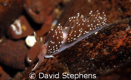 Nudibranch from St Abbs, Scotland. Taken with Nikon D100 ... by David Stephens 