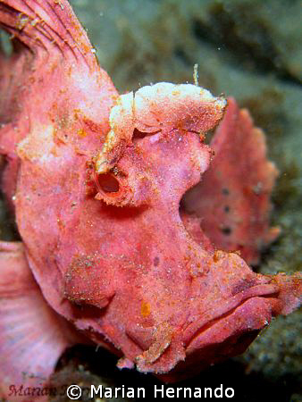 lacy scorpion fish found in Lembeh, Indonesia. Using Olym... by Marian Hernando 