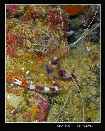 Cleaning shrimp, (Stenopus hispidus). Canon G9 & Inon D20... by Bea & Stef Primatesta 