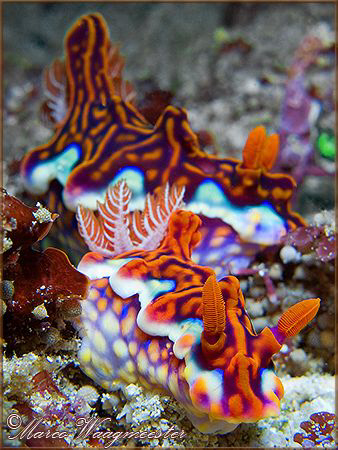 Couple of Chromodorididae Nudibranchs (Ceratosoma magnifi... by Marco Waagmeester 