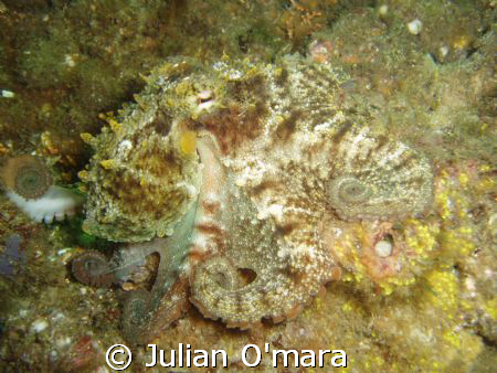 Octopus found in the rocks under Swansea bridge, NSW, Aus... by Julian O'mara 