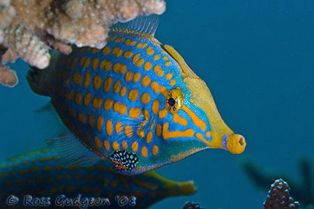 Longnose Filefish.  Ningaloo Reef, Western Australia.  Ca... by Ross Gudgeon 