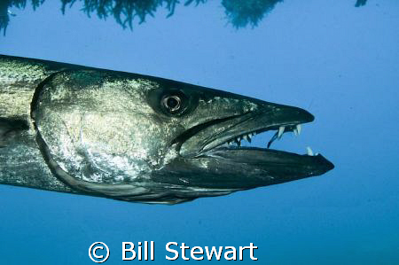 Barracuda at cleaning station...  The little wrasse insid... by Bill Stewart 
