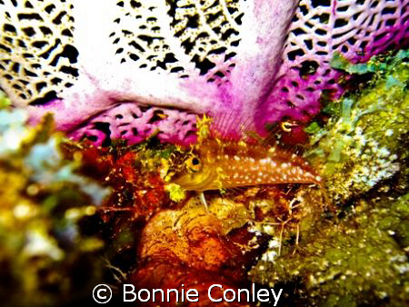 Diamond Blenny seen in Grand Cayman. Photo taken with a C... by Bonnie Conley 