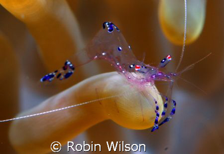 Anemone shrimp taken at Wakatobi dive resort on the stars... by Robin Wilson 
