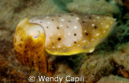 Dreamy cuttlefish.  Used PS CS2 to apply the orton effect... by Wendy Capili 