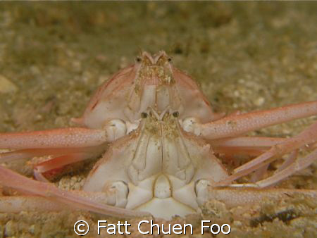 Seeing double?!! Taken on a night dive at Perhentian, Mal... by Fatt Chuen Foo 