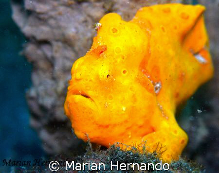 warty frogfish spotted in Lembeh, Indonesia. Taken with o... by Marian Hernando 