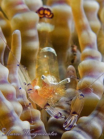 Periclimenes Shrimp on it's host anemone - Puri Jati, Bal... by Marco Waagmeester 