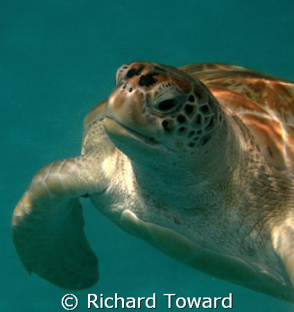 Close up shot of a Turtle by Richard Toward 