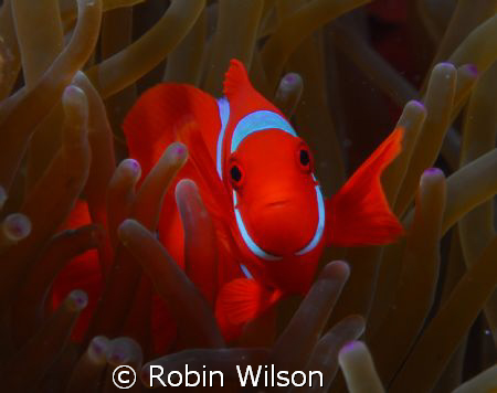 Spinecheek anemonefish,Wakatobi-Teluk Waitii by Robin Wilson 
