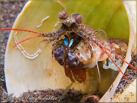Mantis Shrimp in it's shell - Puri Jati, Bali (Canon G9, ... by Marco Waagmeester 