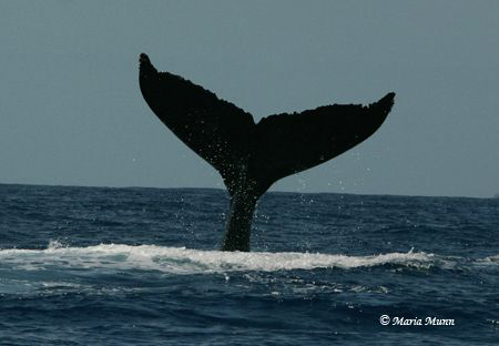 Humpback Whale Fluke taken in Hawaii by Maria Munn 