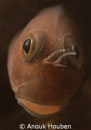 Blenny up close and personal. Picture taken on the second... by Anouk Houben 