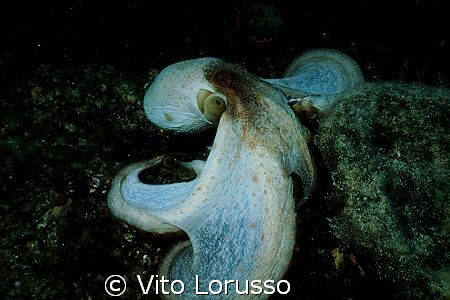 Molluscs - Octopus vulgaris by Vito Lorusso 
