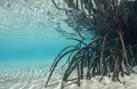 Mangroves located off Lizard Island on the great barrier ... by Cal Mero 