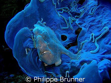 Jolie ambiance avec ce poisson grenouille à Apo Island by Philippe Brunner 