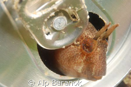 This (little blenny in a beer can) photo was shot in Marm... by Alp Baranok 