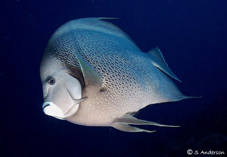 "Sailing along the Wall" This photo of a  Grey Angelfishw... by Steven Anderson 