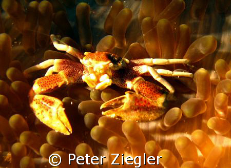 happy crab is smyling by Peter Ziegler 