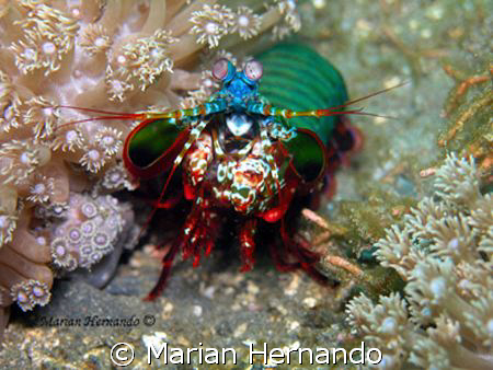Manta Shrimp shot in Lembeh, using Olympus cw8080 and Fan... by Marian Hernando 