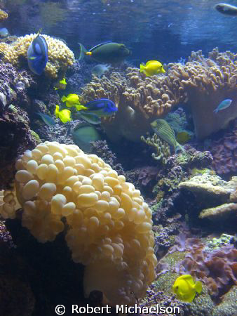 Reef Life: Baltimore Aquarium by Robert Michaelson 