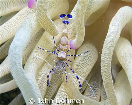 Spotted Cleaner Shrimp in Giant Anemone at Playa Kalki, C... by John Dohmen 